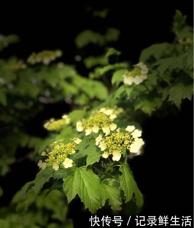 中国特有的琼花,隋炀帝的最爱,开花简直美翻了!