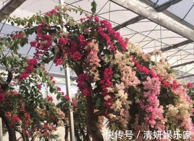 爆盆|三角梅不开花采用“饥饿”法促进生根,快速萌芽开爆盆