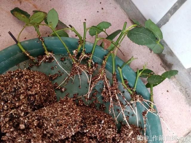 椰糠土|6月,最适合扦插的花,一插就活,大白根冒疯了