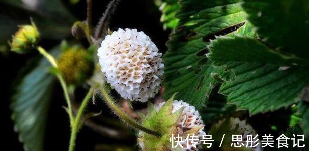 美白|农村不起眼的野菜，药用价值高，能祛斑美白，治疗通便，早看早知