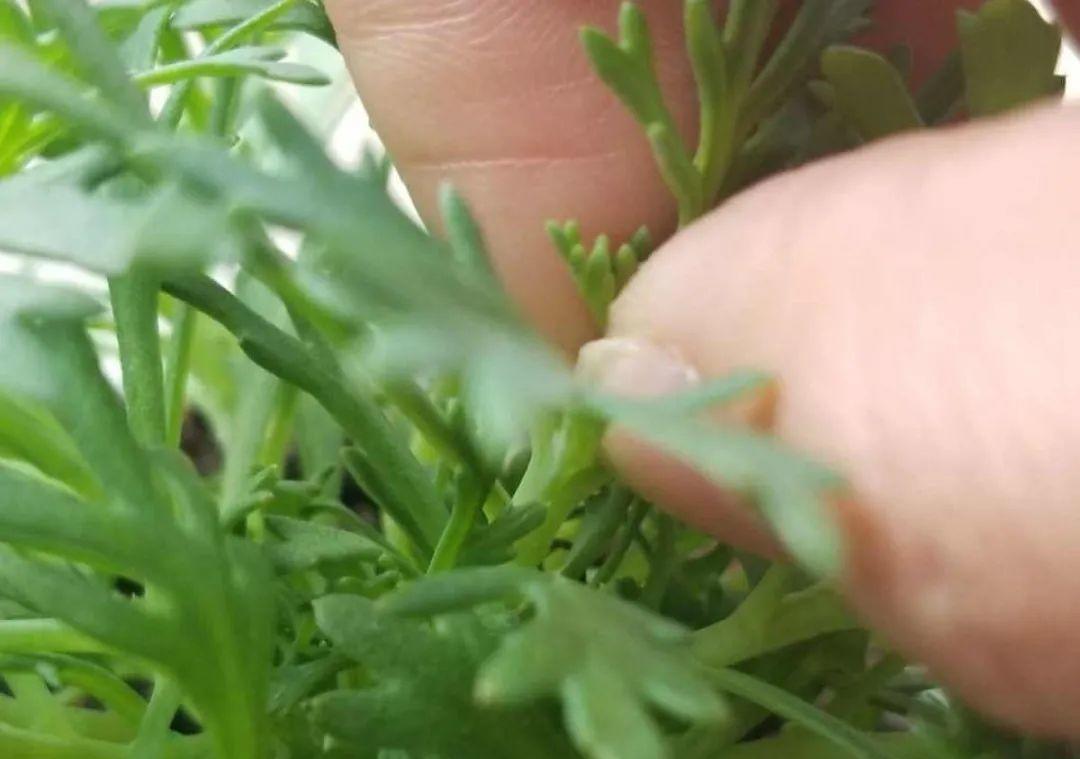 种花|8种花赶紧剃头,剃得越狠,开花越多