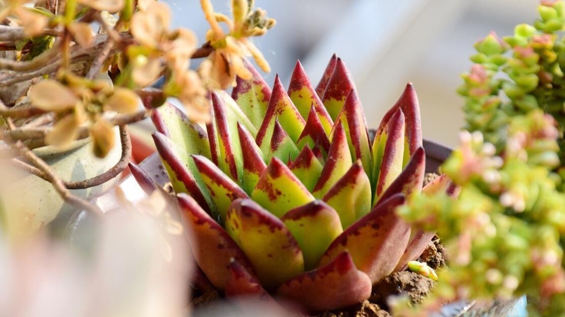 冬天养多肉,记住七句口诀,能把“瘦肉”养成“肥肉”