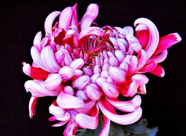 喜欢菊花，不如养盆“菊中珍品”大红芍药，花开似芍药，妖娆端庄