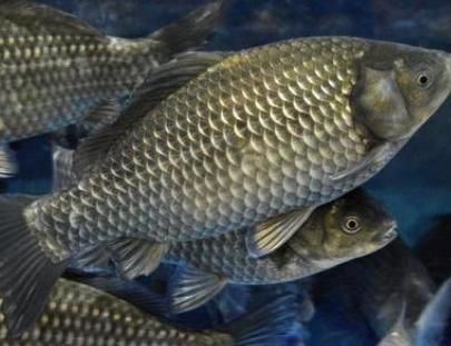 营养物质|冬天吃鱼,专挑4种鱼,应季而食营养高味道好,买的都是聪明人!