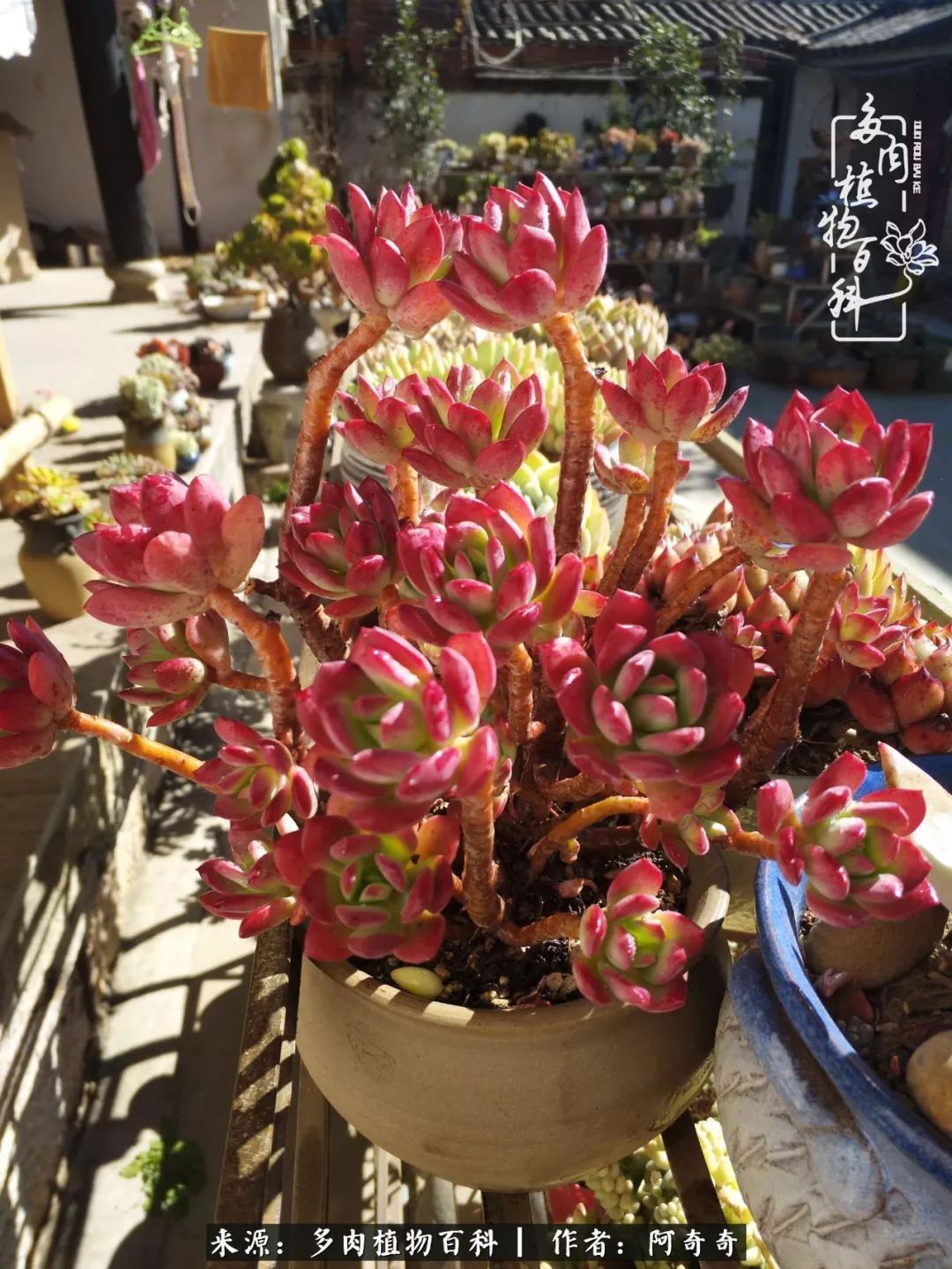 静心养多肉,只是为了在成人的世界里随波不逐流!