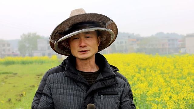 通城：油菜花开 小蜜蜂逐花而来