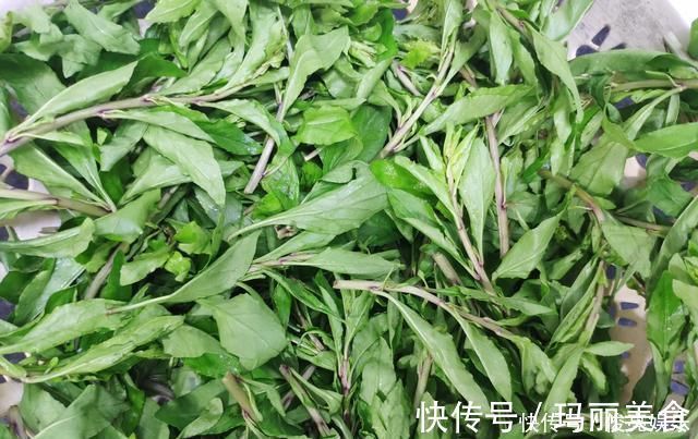 枸杞叶|农村这个野草,人们经常吃它的果实,却不知道叶子也能吃
