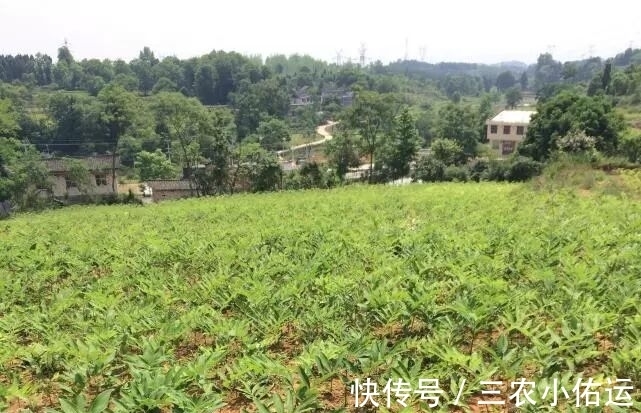 野草|农村山里的这种稀罕野草,市场上卖40块一斤,入药后价值极高