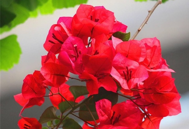 三角梅爆盆很容易,满足它的“小癖好”,花苞蹭蹭冒,拦都拦不住