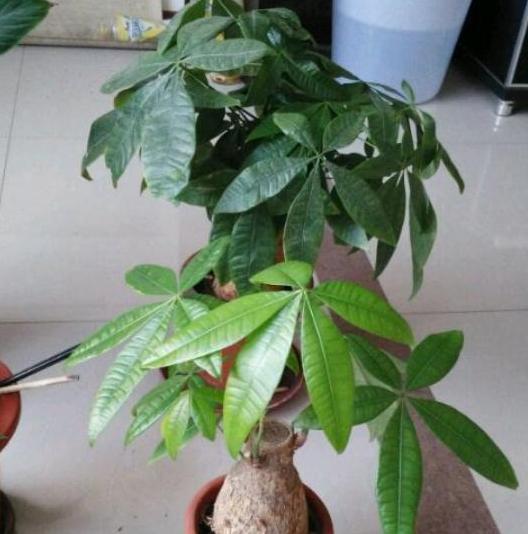 盆栽文竹、吊兰、发财树,枝叶过密招蚊虫该怎么办剪剪就变美