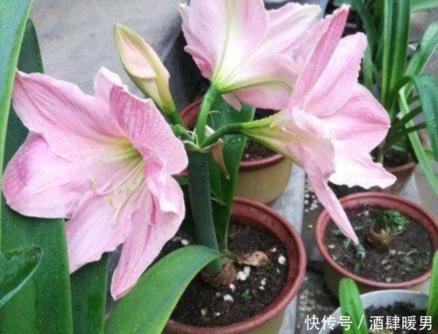 养朱顶红,这几个方面做不好,就会只长叶子不开花!