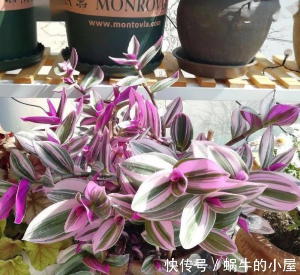 新手养婚礼油画吊兰,学会浇水技巧,叶片靓丽浪漫极了