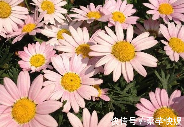 菊花|喜欢菊花就选“徐妃醉妆”,花姿优美,娇艳欲滴,观赏性价值极高