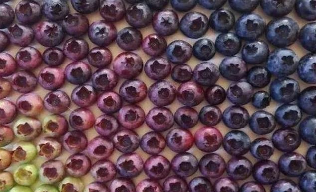 闲下来|人闲下来会做些什么,草莓去籽弱爆了,大米饭排版让人大写的服