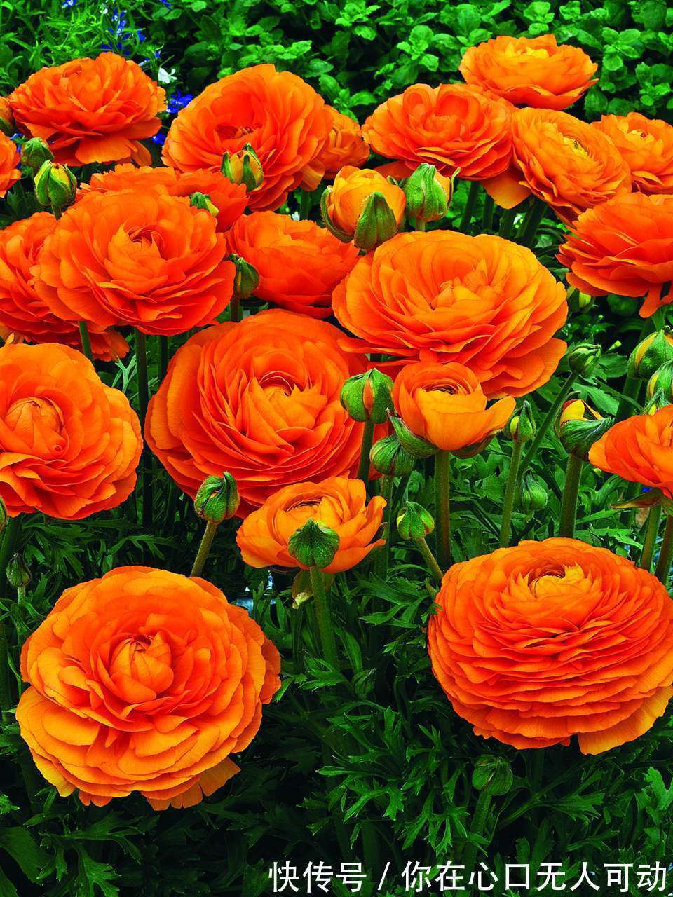 喜欢在家中养护花卉，就选花期长，花色艳丽的3种花卉，值得拥有