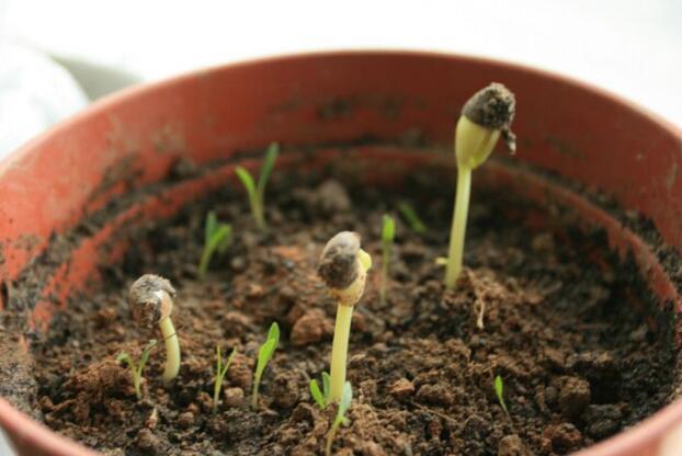 养花的土,这样消毒“处理一下”,没有虫子病菌,花草长得旺!