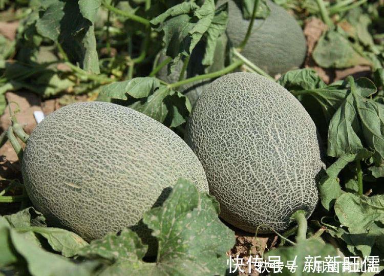 维生素c|想长寿得会吃，三种种食物要多吃，疏肝理气、舒缓压力，谁吃谁健