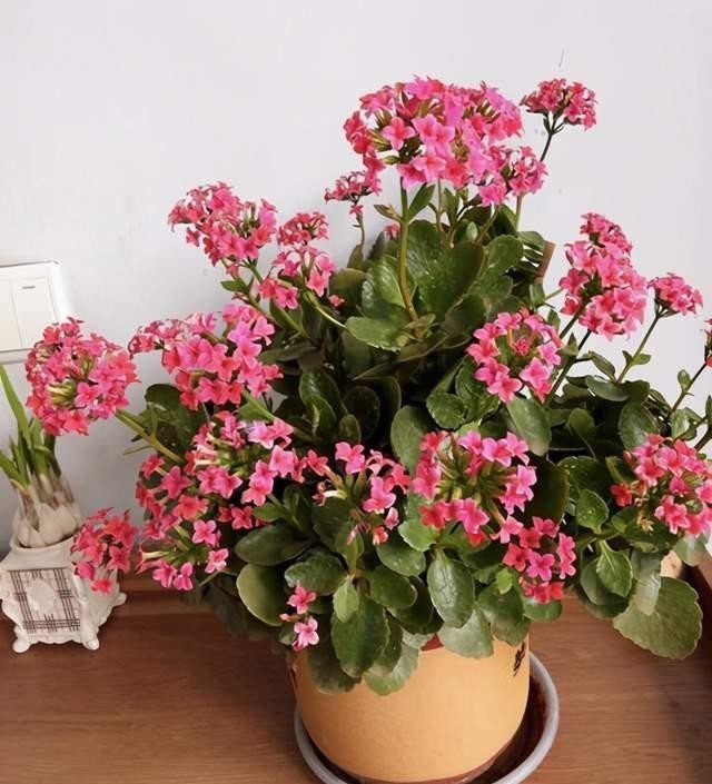 简单|新手养花不能急,先学会施肥养花简单,这4点最重要