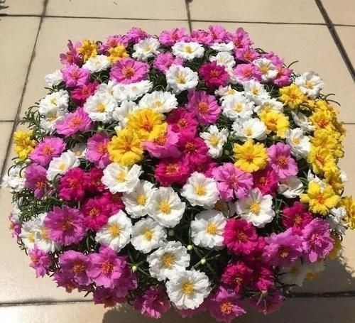  夏天|这款花卉40度高温也能爆盆，花色丰富，落地就能生根，很值得拥有