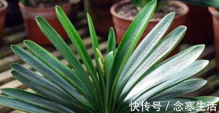 大花球|养君子兰“不要等”,盆里加“1物”,快速出箭开出“大花球”