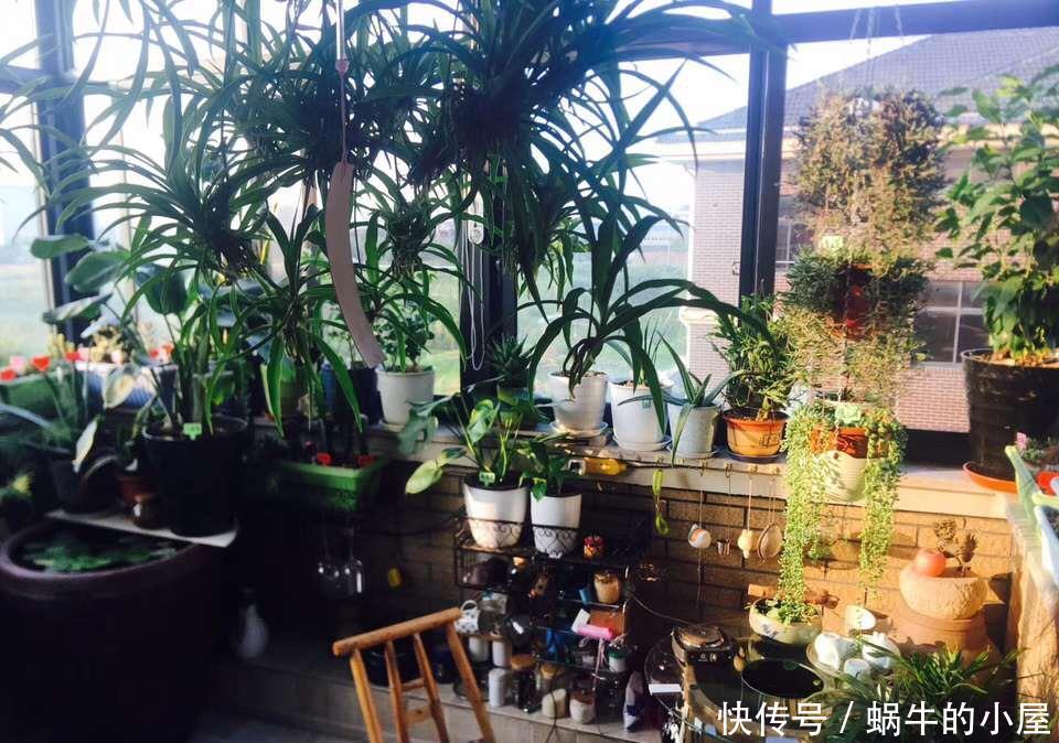 烂根|夏天养花，就怕乱浇水，越浇死得越快，酷夏浇花技巧，要记牢