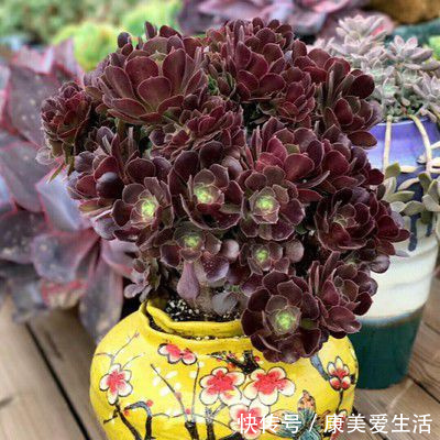 家里养多肉法师,一定做好这3件事,不黑腐化水,个个霸气十足!