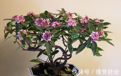 公园里面逛一逛，3种“垃圾”捡回家，花盆里扔一些，啥花都喜欢