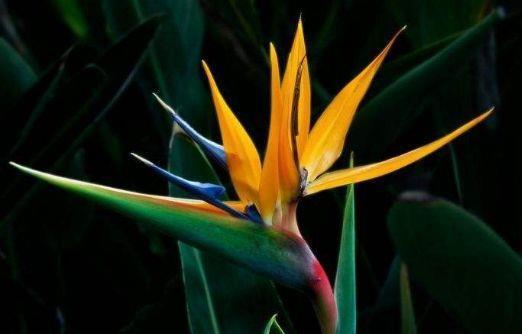 几款艳丽的花卉，花色柔美，花朵烂漫，还能散发迷人香气