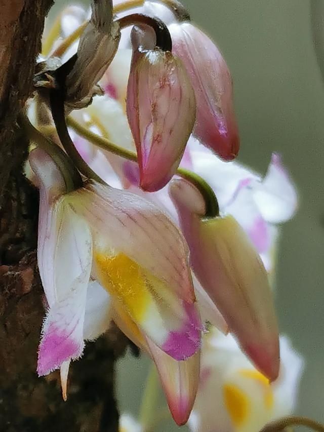 还魂草|“仙斛兰韵”的石斛花