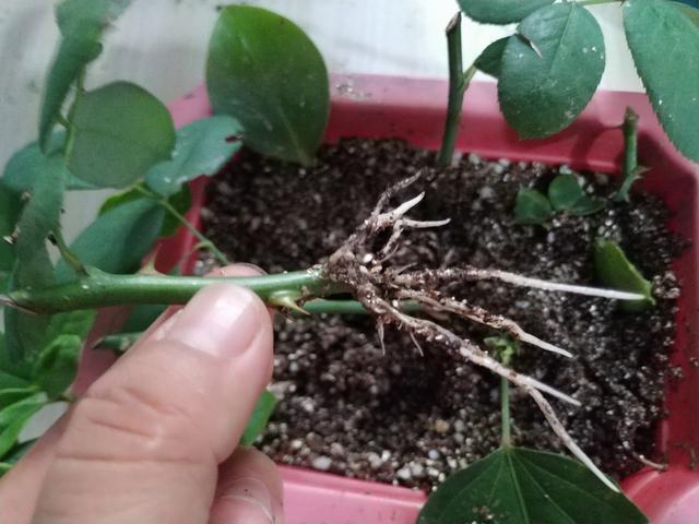 趁这个秋天,在家扦插6种花,一插就能活,一活就爆盆