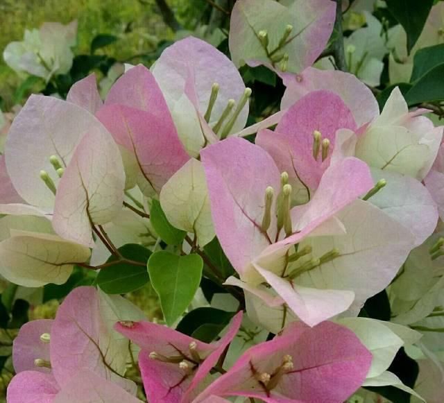 不服|网购的三角梅发新叶子了该怎么处理处理不当掉叶死苗不服盆