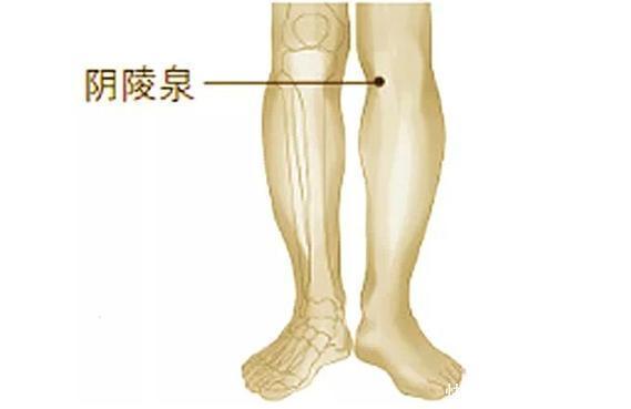 阴陵泉|“湿气重,百病生”,常按3个祛湿穴,轻松排除湿又减肥!