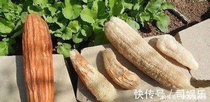 丝瓜网|一味丝瓜络,养生大功效!8大顶级妙用,极少人知道!中医都夸赞