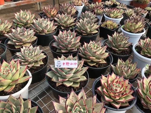 美美|冬季养多肉,了解怎样“懒”怎样“勤”,冬季多肉才会美美哒