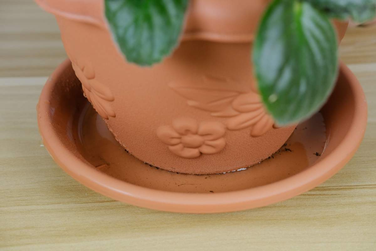 花花|教你一些浇水的方法,从此浇花不再盲目,花长得又快又旺!