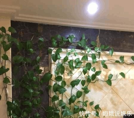 要点|几个要点让绿萝安全过冬,来年绿爆盆