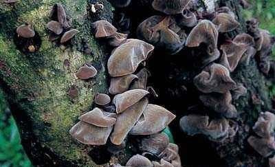 寒湿性|常吃木耳的人,身体不会差,但切忌与此物同吃,很多人傻傻不清楚