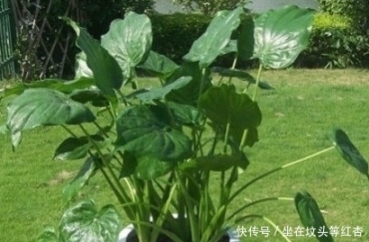 人人都喜欢种植的这种植物,还有不为人知的秘密,你知道吗!
