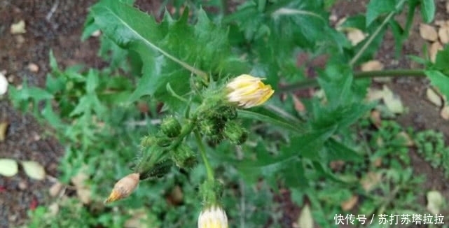 大家伙|农村有一种野草，是夏季的必备蔬菜，能够清热祛暑，可别错过了！