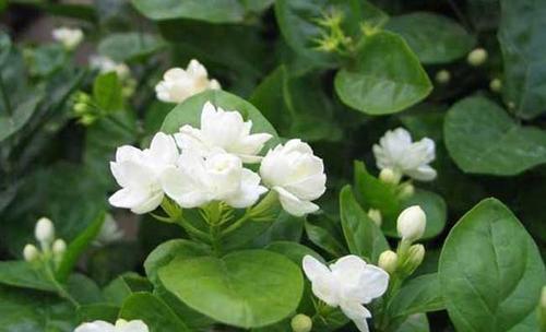 农历九月二十一霜降后，养什么花？以下3种花，合家幸福随地有春