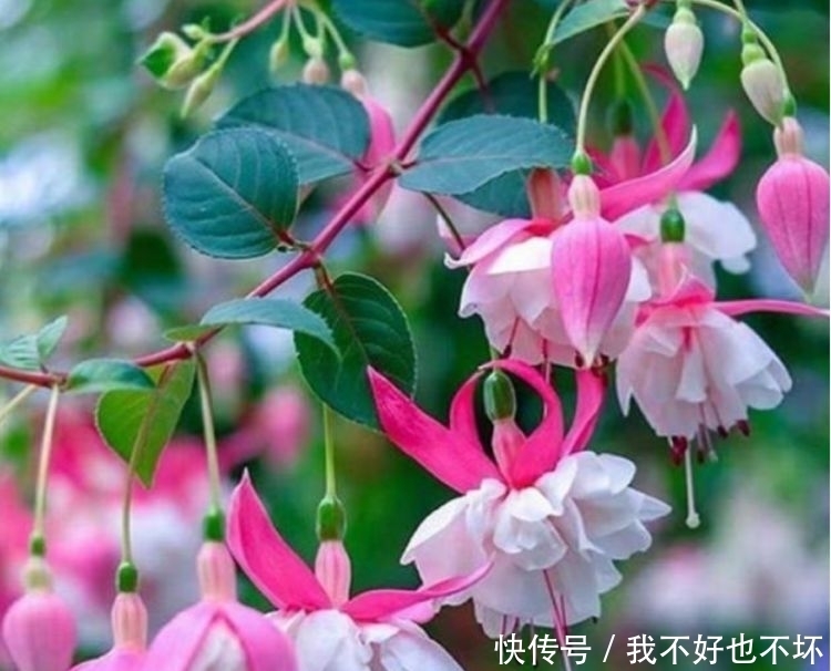 4种花好养又漂亮,一开就是200多天,一开花就停不下来