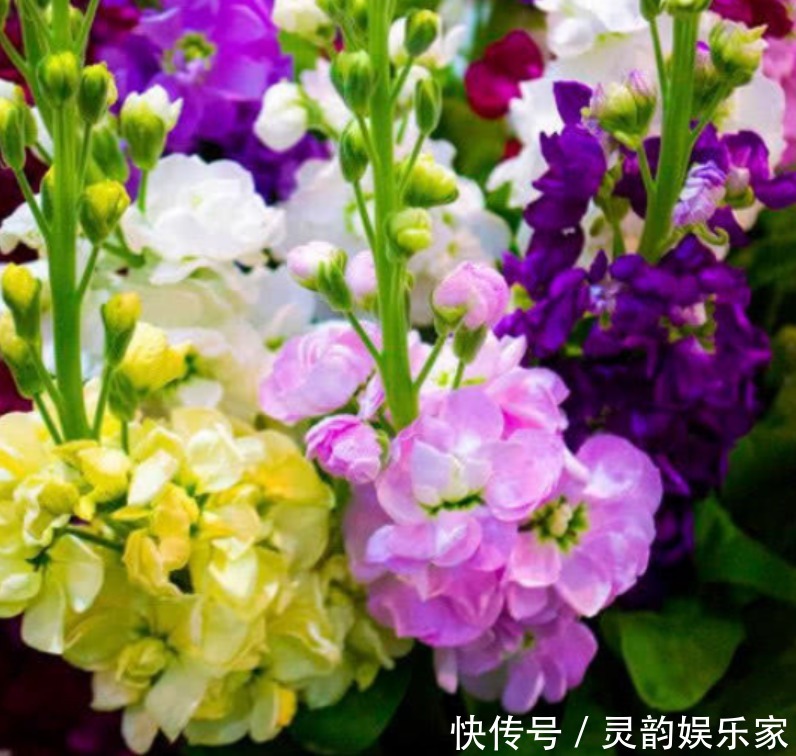 喜欢养花,就养4种人见人爱的花,365天开花不断,随便一养就爆盆