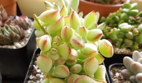 达摩福娘|4种自带香味的多肉,窗台养一盆,满屋子飘香,你养过几种?