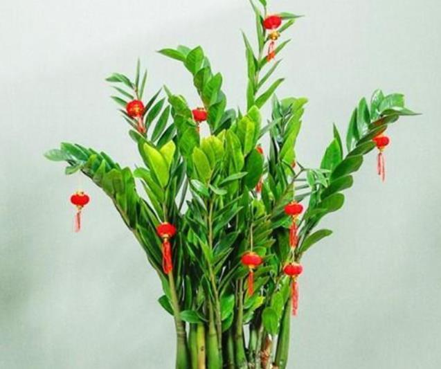 人养花，花也养人，家养此款花，净化空气好帮手，再不担心！