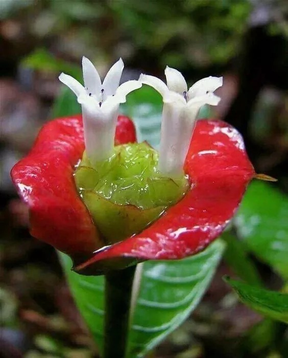 稀世|千年难见的稀世奇花开花了,真的太美了!