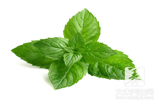 薄荷叶有味道吗 快资讯