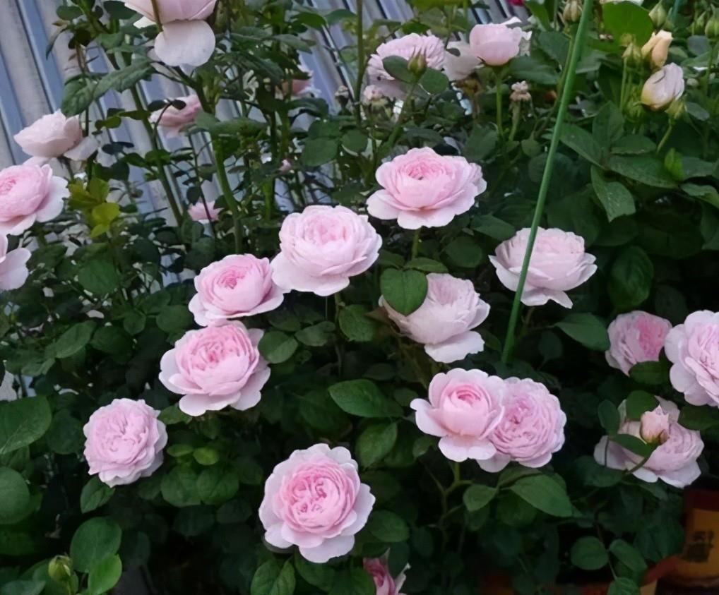 大学问|别小看养花,光修剪就是一门大学问!