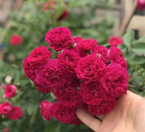 院子|有院子的花友不要错过此花,花色鲜艳,浓香四溢,一年就开成花墙