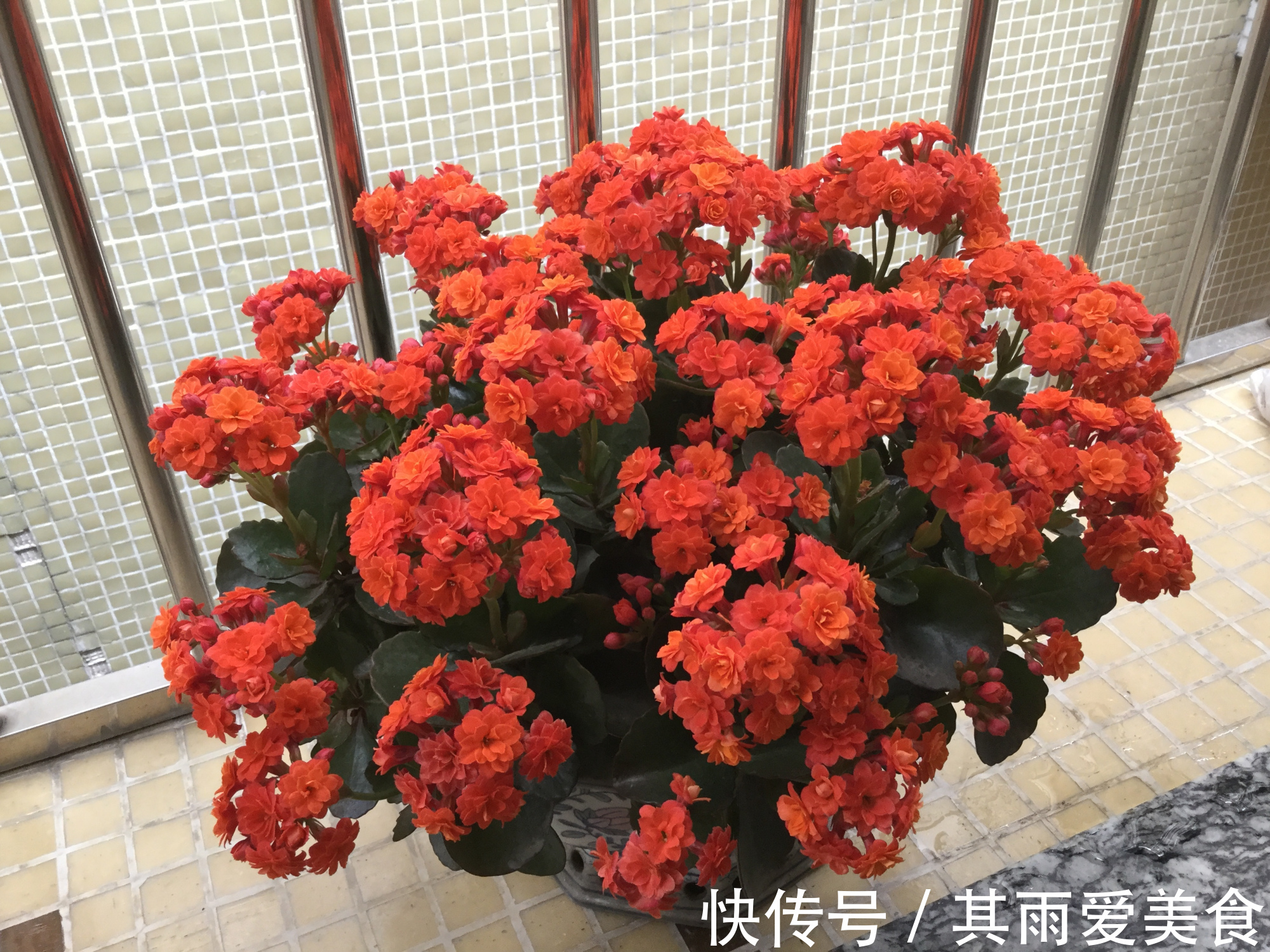 遮光的长寿花催花成功了吗?一起开袋检查,花苞一串串