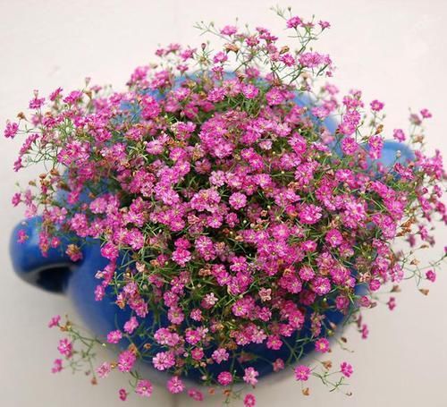  绿萝|浇点水就能开“爆盆”的花卉，花色清新，仙气十足，比绿萝还好养